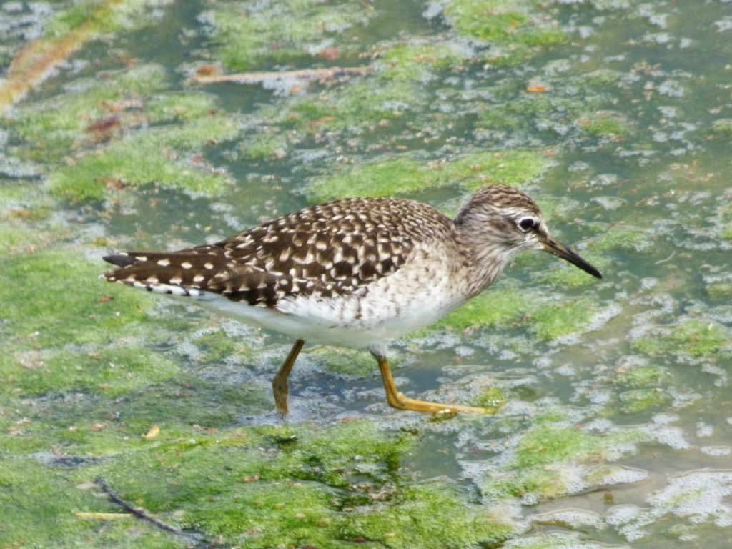 Piro piro boschereccio (Tringa glareola)